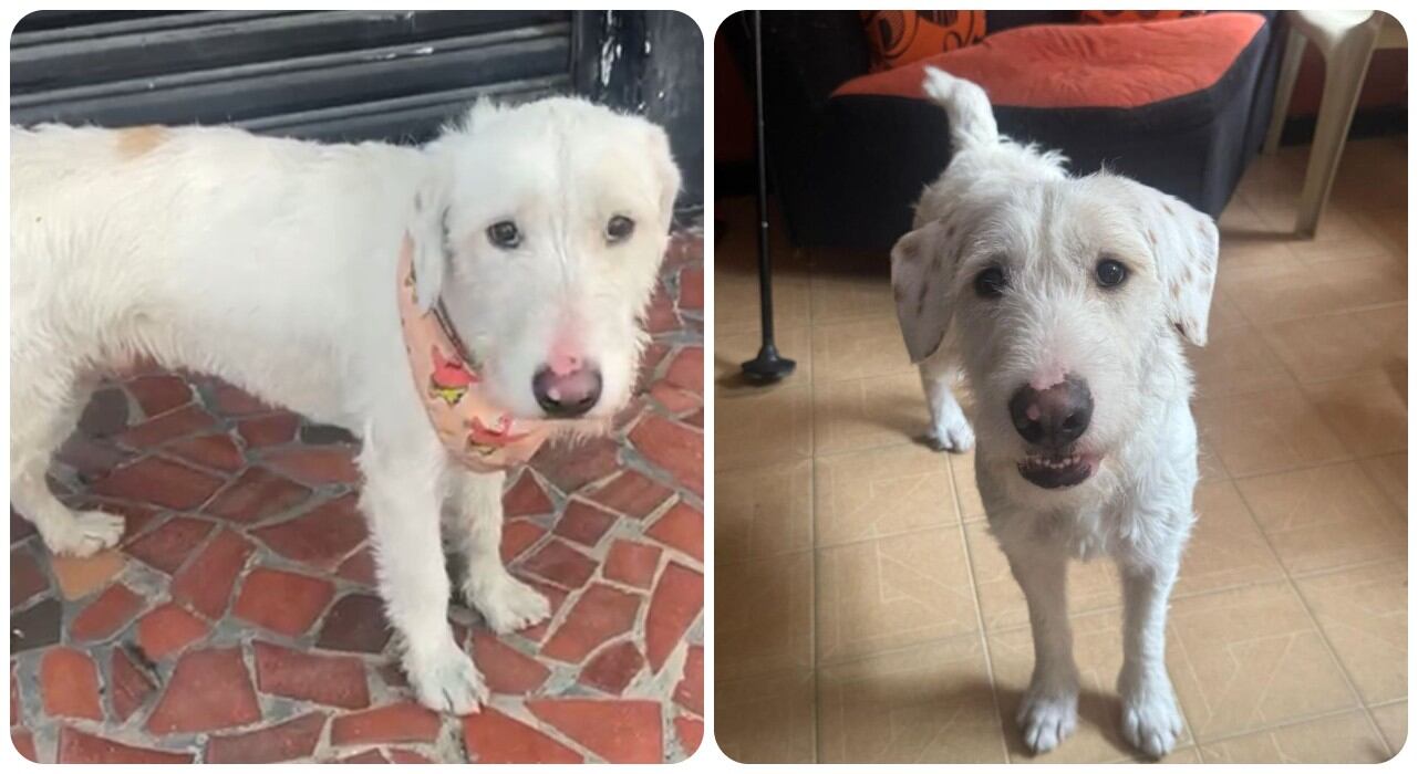 Se busca perrito perdido en la Localidad de Puente Aranda