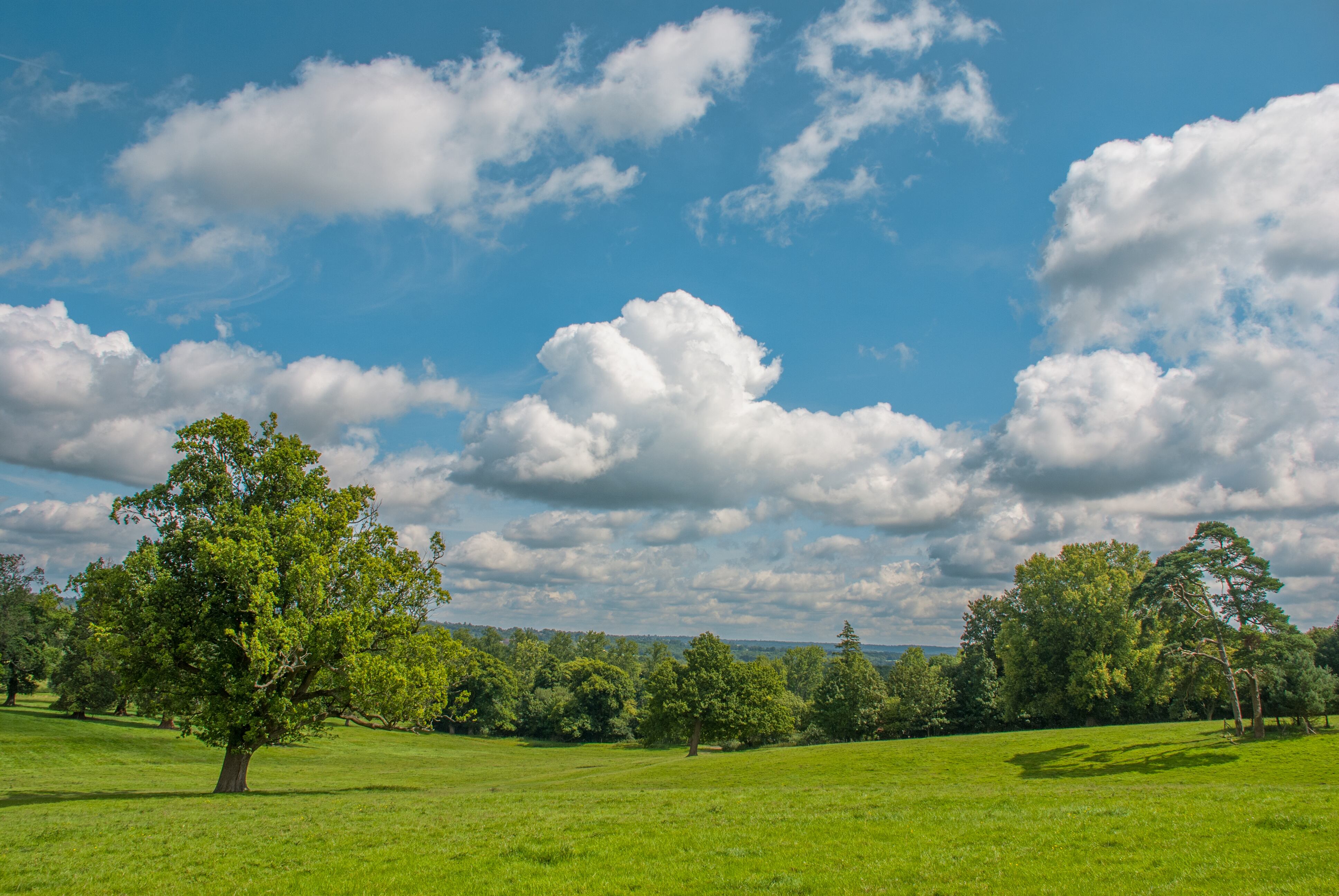 Cómo influyen los árboles en la formación de nubes