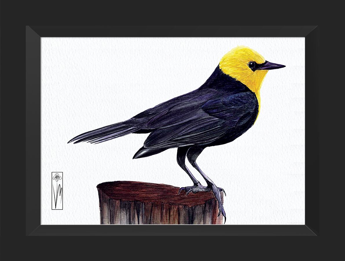 La ave Monjita Bogotana es uno de los emblemas de los humedales capitalinos.