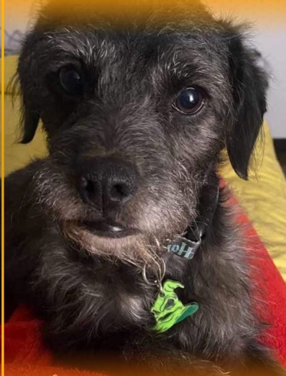 Magnus perrito desaparecido