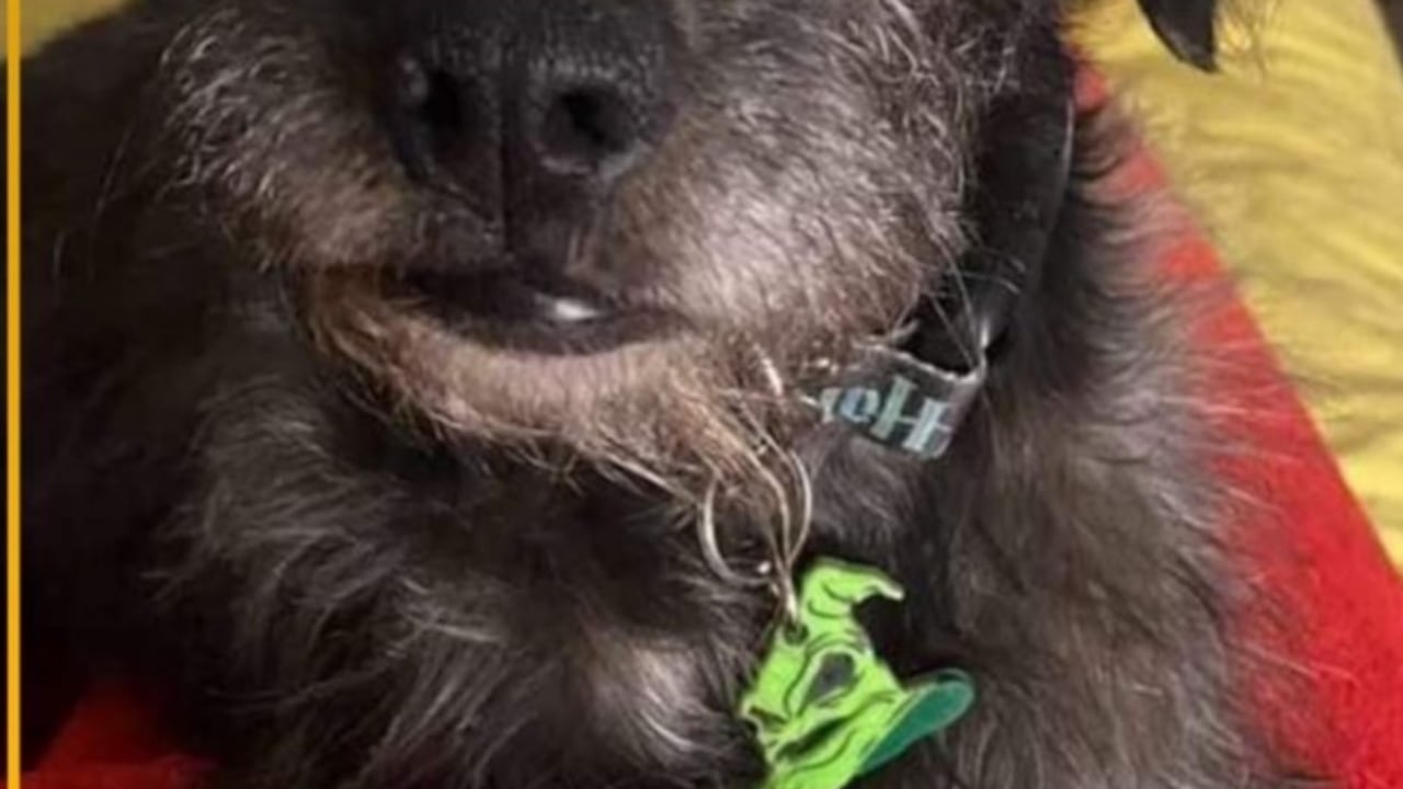 Magnus, perrito desaparecido.