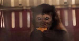 Mono maicero rescatado por las autoridades. Foto: Secretaría de Ambiente de Bogotá