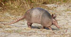 Los armadillos son clave para los ecosistemas en los que habitan. Los Llanos Orientales es la región del país en donde más se encuentran estas especies. Foto: Cormacarena