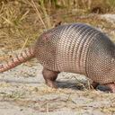 Los armadillos son clave para los ecosistemas en los que habitan. Los Llanos Orientales es la región del país en donde más se encuentran estas especies. Foto: Cormacarena