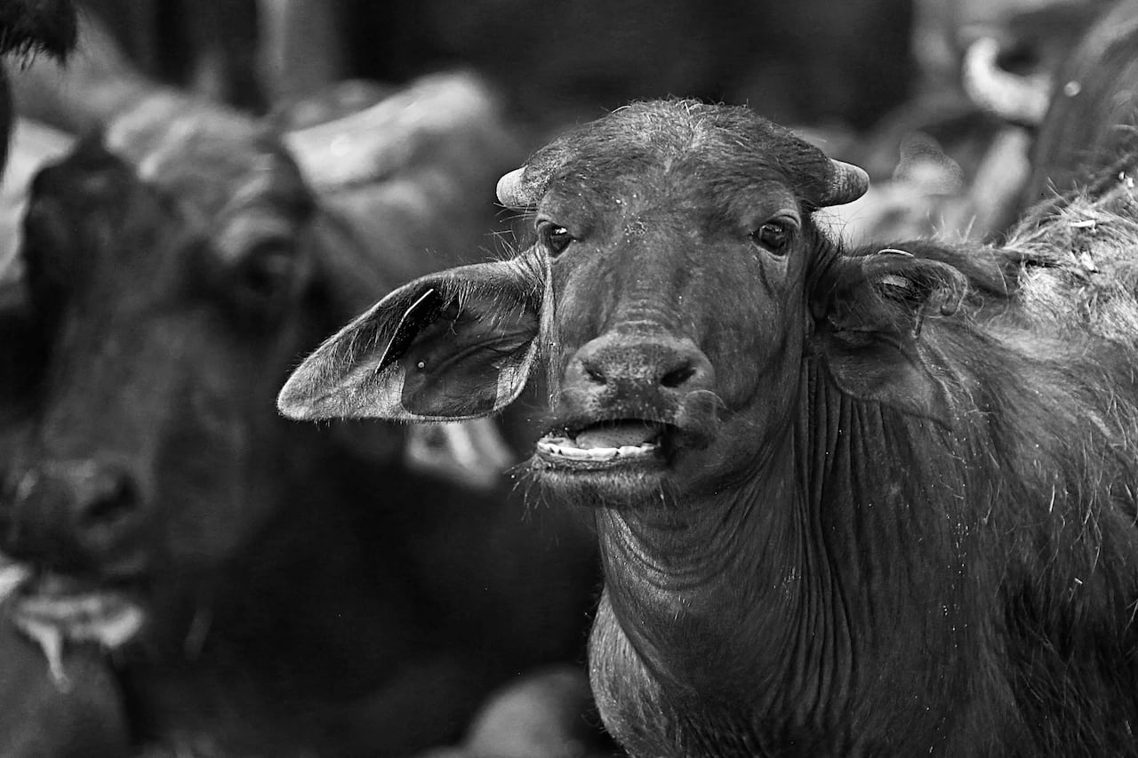 El canto enseña respeto. Si se canta con amor, el animal obedece. Si se trabaja sin rabia, la tierra produce mejor.