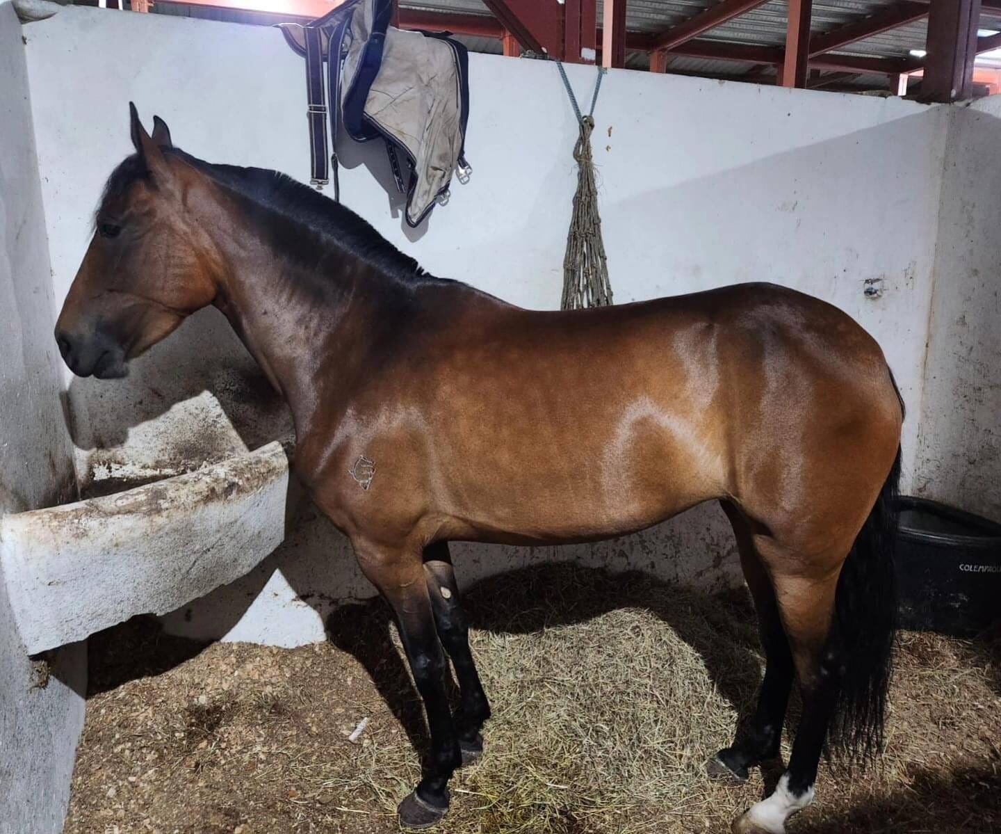 Foto referencial de un caballo.