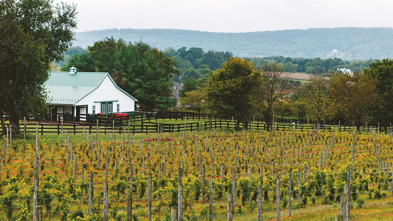 Vista del viñedo de Stone Tower, a una hora de Washington D. C.