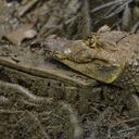 Las babillas se alimentan de pequeños invertebrados, crustáceos, peces y aves.