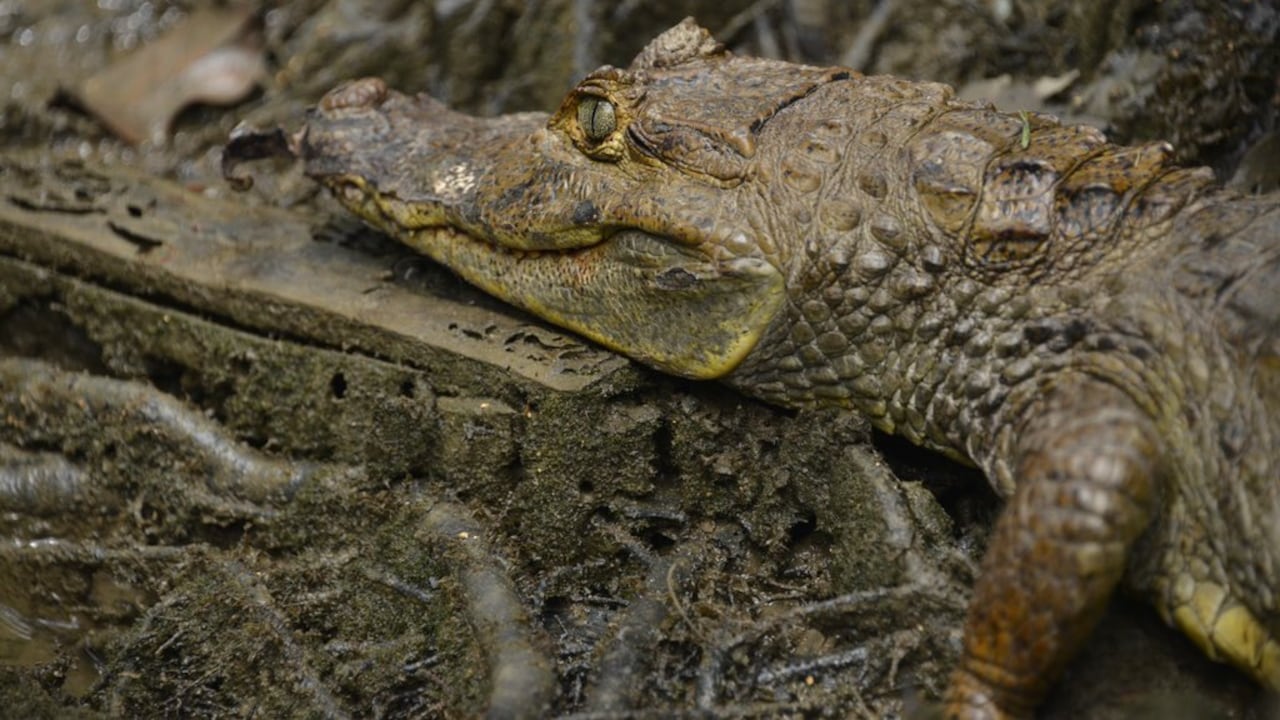 Las babillas se alimentan de pequeños invertebrados, crustáceos, peces y aves.