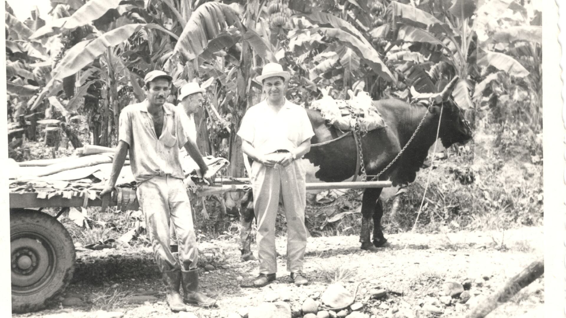 Así eran las carretas jaladas por bueyes y utilizadas para sacar los racimos de las plantaciones por las guardarrayas hasta el punto de acopio de cada finca. Las guardarrayas eran caminos angostos por donde transitaban los coches.