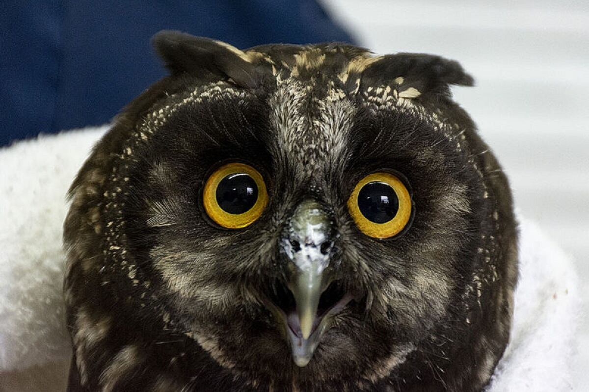 Búho recuperado en la Nacional