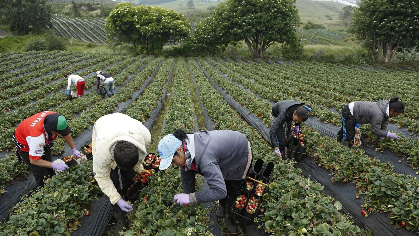 Un modelo que impulsa la agricultura y la pesca de más de 2.350 familias de la región.