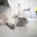Gato de raza Scottish Fold sacando la lengua mientras está relajado.