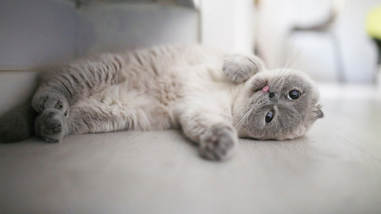 Los gatos son maestros de la comunicación no verbal, y su forma de descansar puede contar una historia reveladora sobre su bienestar.