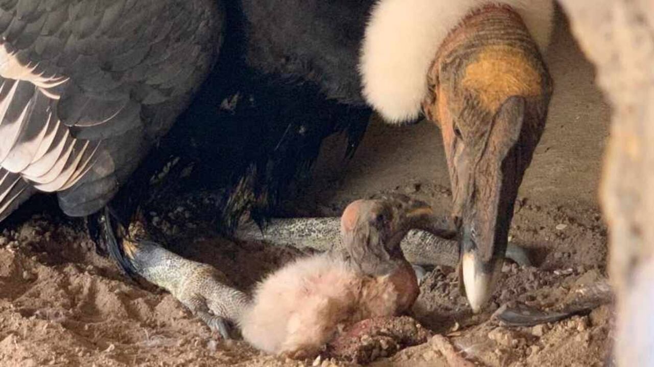 En aviario de Cartagena nació un polluelo de cóndor que ayudará a preservar esta especie. Foto: Martín Pescador