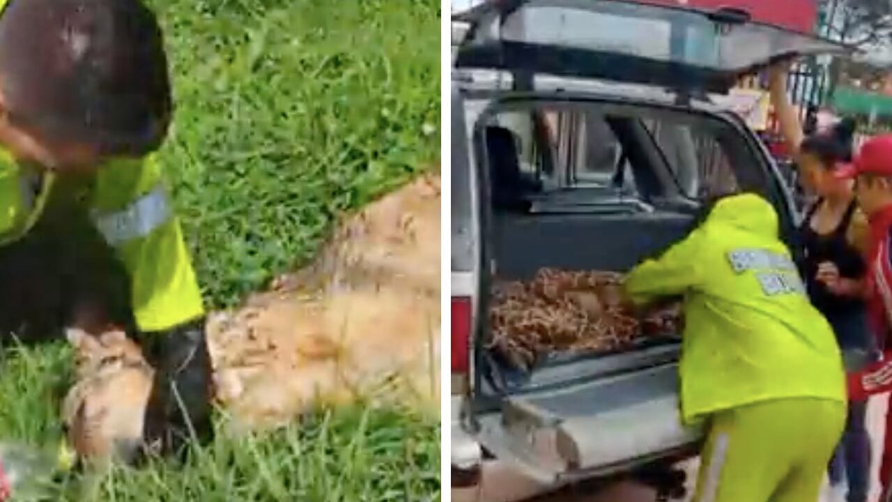Bomberos de Bogotá le salvaron la vida a un perrito que estaba atrapado en el humedal La Conejera