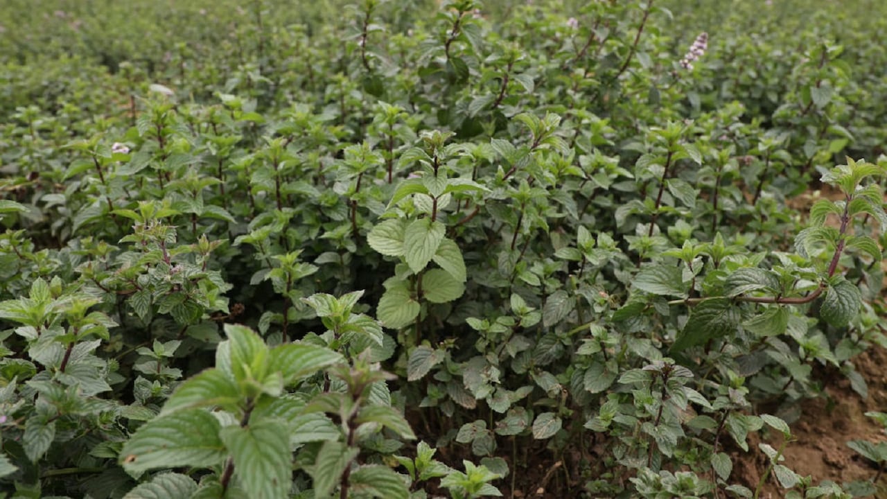 Planta de menta
