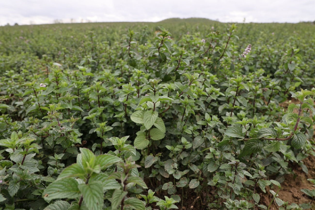 Planta de menta