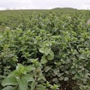 La menta es de la misma familia de la hierbabuena.