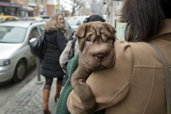 Los perros de raza Shar Pei son independientes, auqnue requieren de cuidados especiales. (AP)