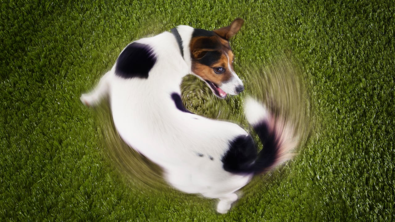 El movimiento de la cola en los perros es una forma de expresar emociones, estado de ánimo y comunicarse con otros perros y personas. Imagen de referencia.