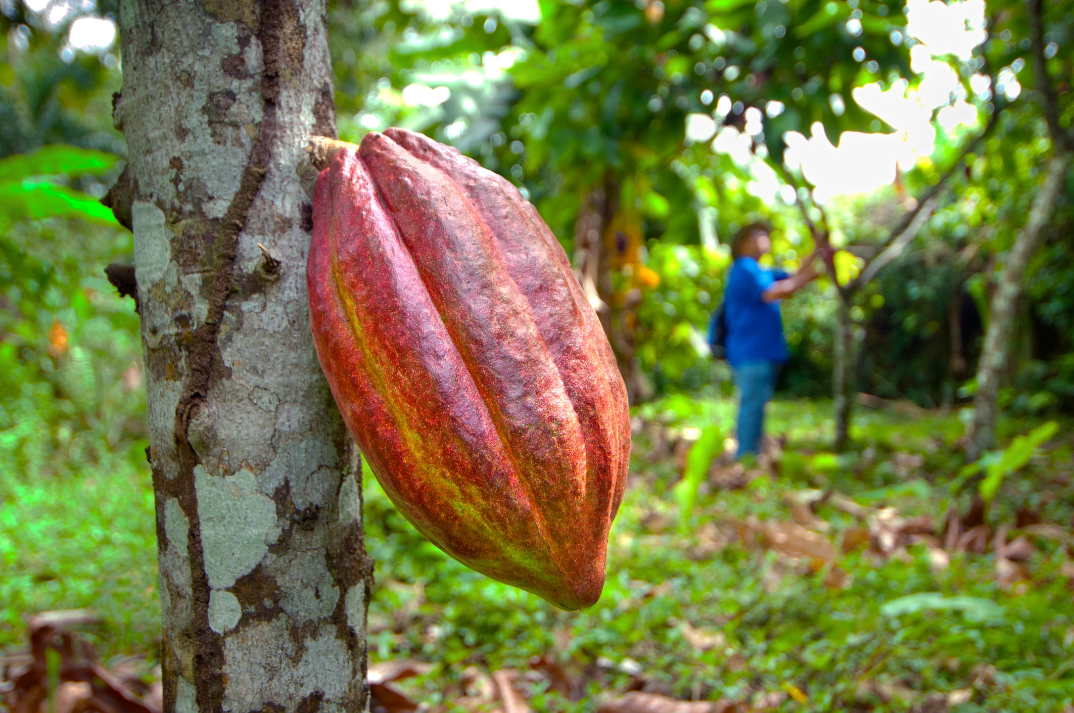 Cacao - Familias Cacaoteras
