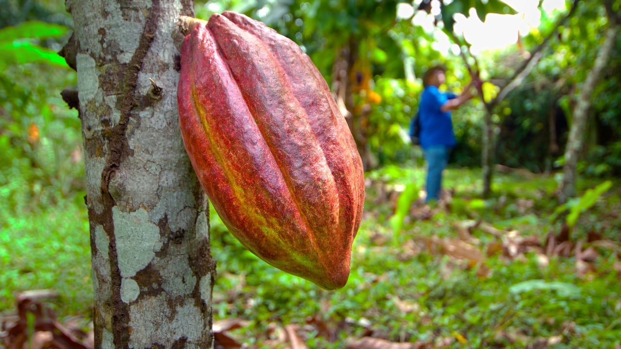 El caco puro es un poderoso estimulante natural.