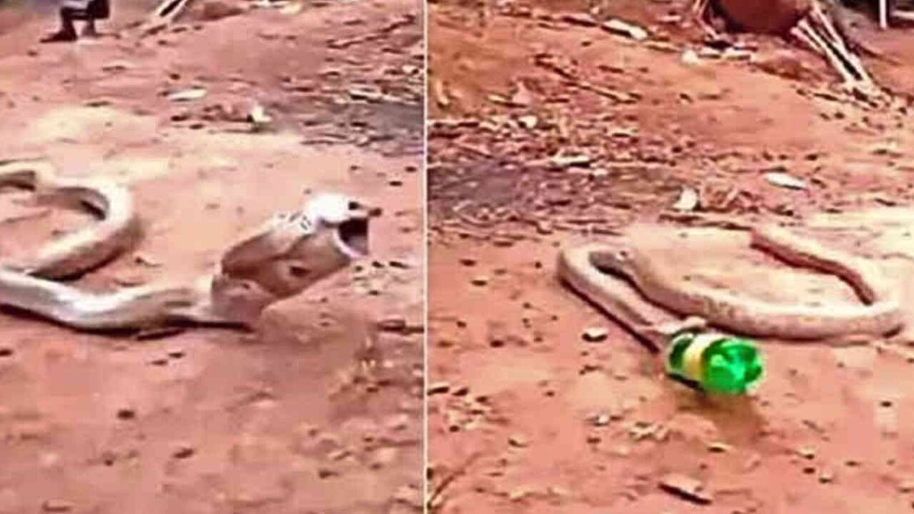 Una serpiente cobra real se tragó una botella de plástico en India pensando que era una presa y luego la expulsó. Foto: tomada de video publicado por Parveen Kaswan.