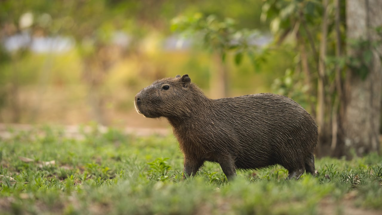 Safari llanero, el plan imperdible en el Casanare