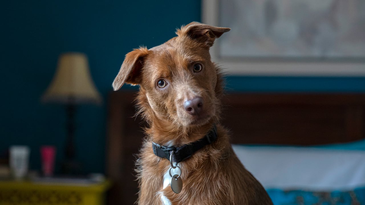 El aceite de oliva puede traer numerosos beneficios para los perros.