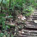 Uno de los tres senderos que tienen los visitantes en el Santuario. (Fotos de Fernanda Sánchez - Mongabay Latam)