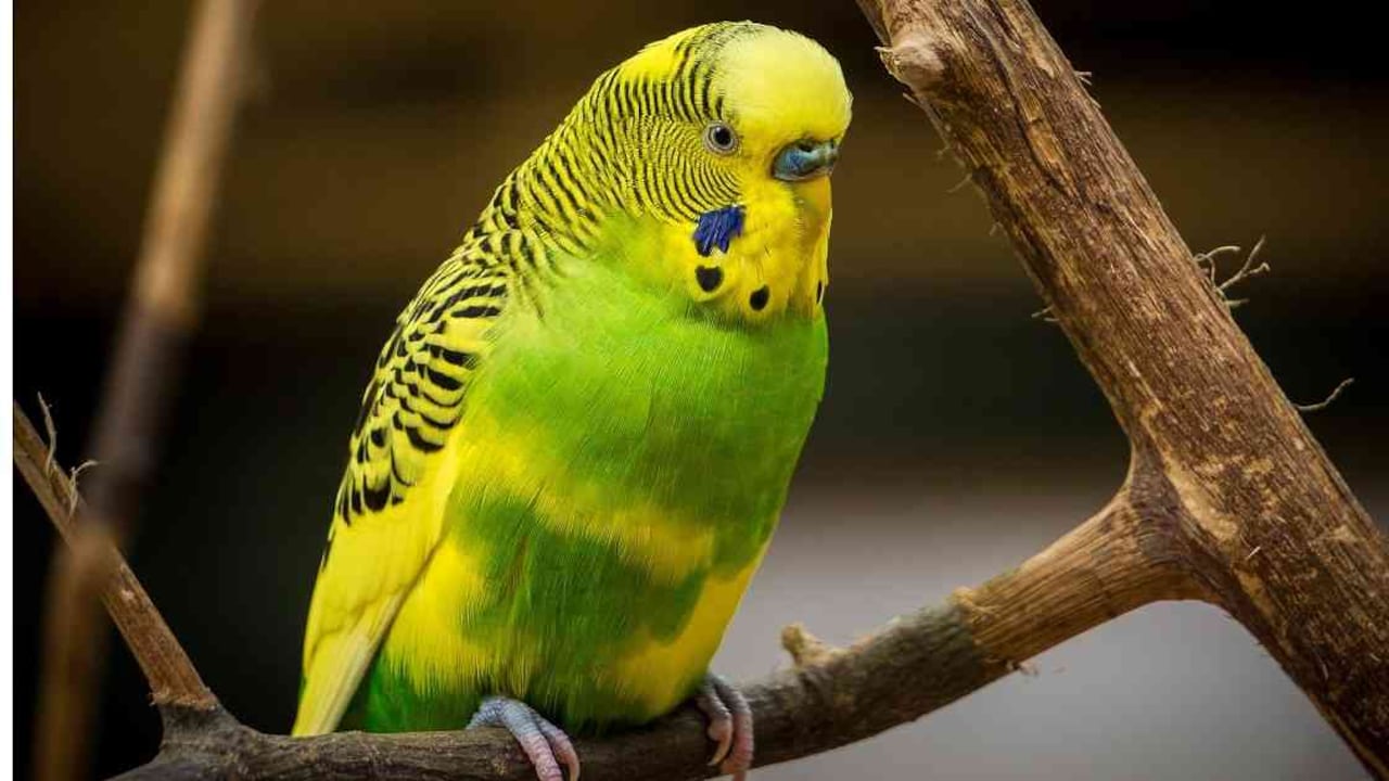 Las aves de vuelo no deben ser animales de compañía, ni mascotas, argumenta el proyecto de ley. Foto: Pixabay