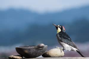 El pájaro carpintero Bellota (Melanerpes formicivorus) es conocido por su hábito de almacenar este fruto en pequeños agujeros que abre en troncos secos, para alimentarse con él durante el invierno.