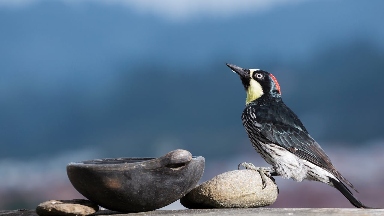 El pájaro carpintero Bellota (Melanerpes formicivorus) es conocido por su hábito de almacenar este fruto en pequeños agujeros que abre en troncos secos, para alimentarse con él durante el invierno.