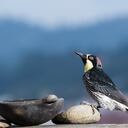 El pájaro carpintero Bellota (Melanerpes formicivorus) es conocido por su hábito de almacenar este fruto en pequeños agujeros que abre en troncos secos, para alimentarse con él durante el invierno.