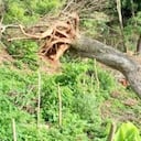 Con máquinas han sido destruidos los árboles de la zona, para la construcción de casas y carreteras.