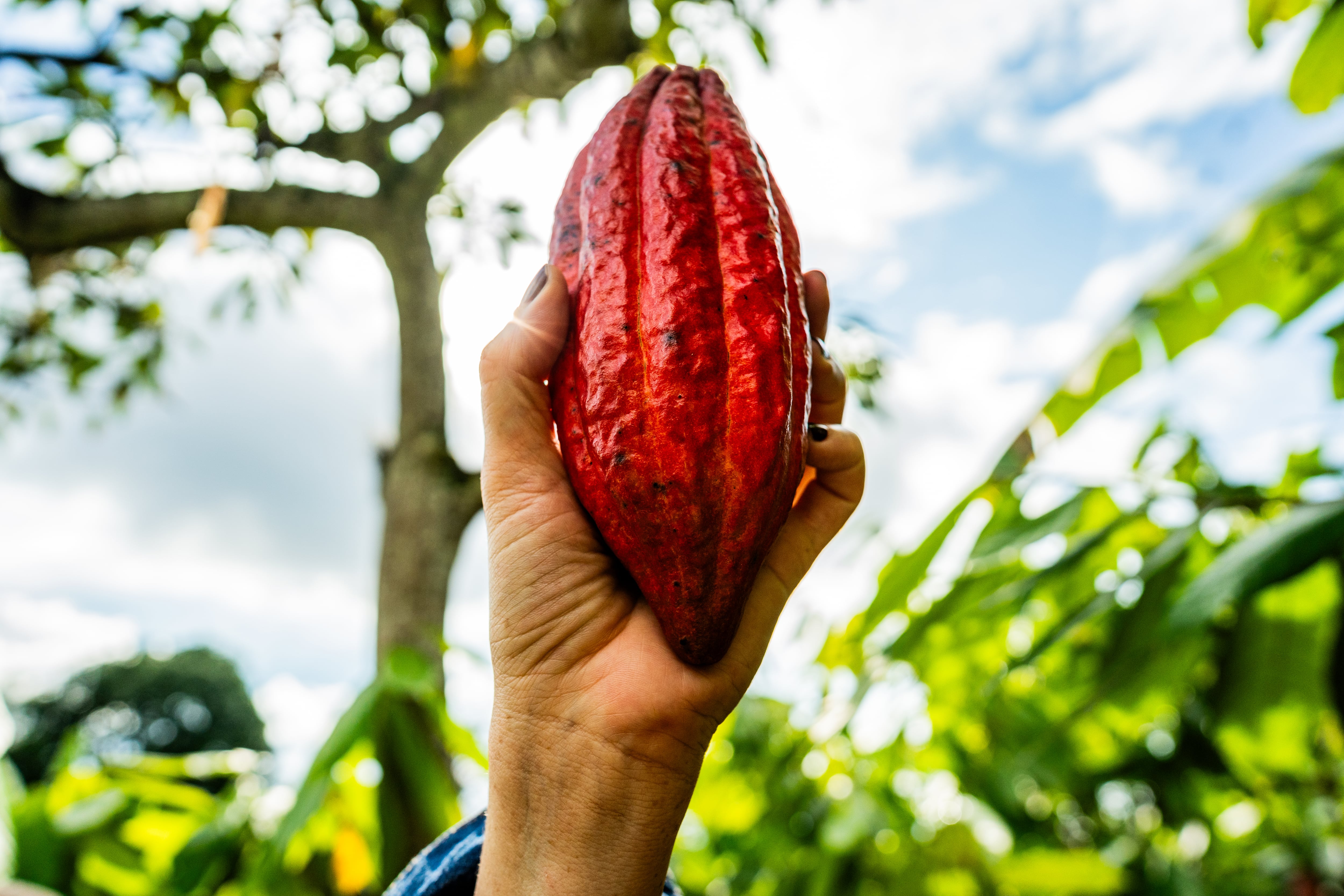 Cultivos de cacao