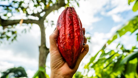 Cultivos de cacao