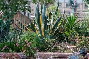 La lengua de suegra es una de las plantas que más quieren tener las personas en sus casas.