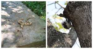 Fauna silvestre avistada en Tayrona