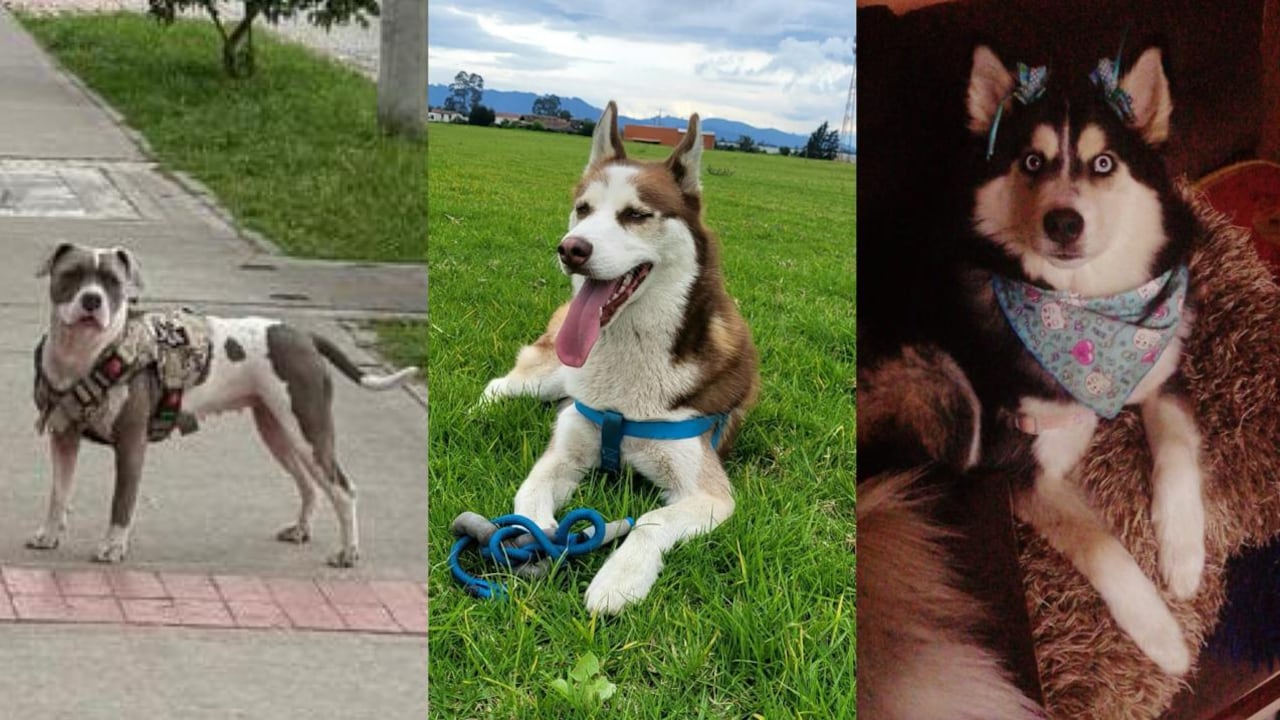 Lola, Dante y Padma fueron los perros que murieron