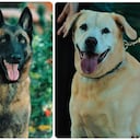 Las caninas Nika y Estrella se retiraron oficialmente del servicio activo en la Policía Nacional de Colombia.