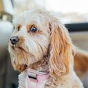Worried dog face, nervous dog in car, scared dog in backseat of car. Conceptual image for anxiety, worry, and nervous traveler. Purebred dog is a Cavapoo, small dog breed poodle mix. Dog in backseat of care, anxiously waiting to be taken to the vet.