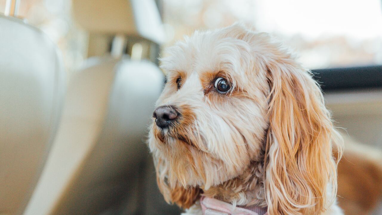 Worried dog face, nervous dog in car, scared dog in backseat of car. Conceptual image for anxiety, worry, and nervous traveler. Purebred dog is a Cavapoo, small dog breed poodle mix. Dog in backseat of care, anxiously waiting to be taken to the vet.