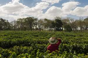En los departamentos cafeteros, el esfuerzo conjunto de instituciones como Cenicafé y la Federación Nacional de Cafeteros (FNC) está permitiendo identificar y abordar riesgos asociados con el clima.