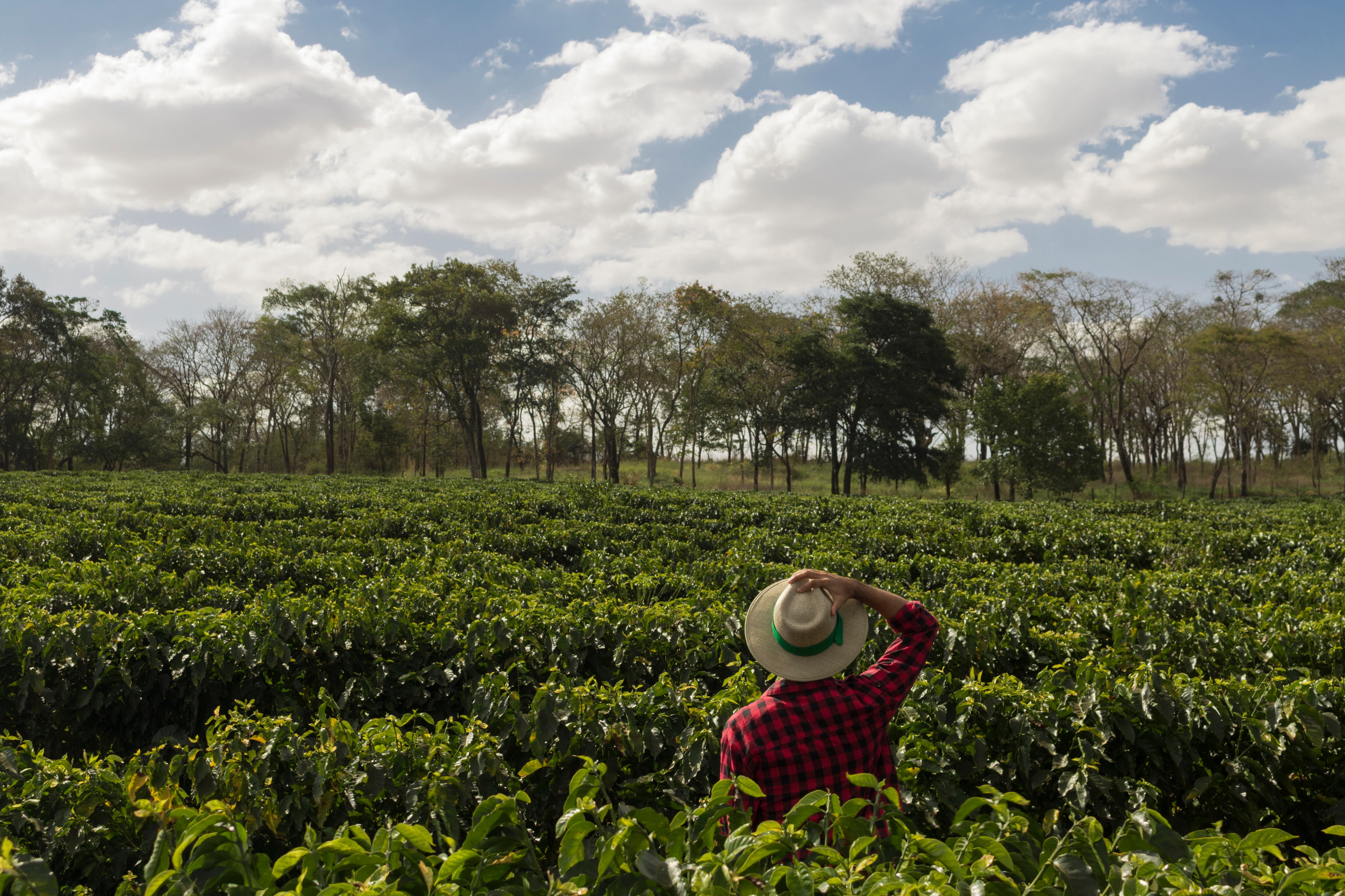 Ganadería sostenible