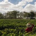 En los departamentos cafeteros, el esfuerzo conjunto de instituciones como Cenicafé y la Federación Nacional de Cafeteros (FNC) está permitiendo identificar y abordar riesgos asociados con el clima.