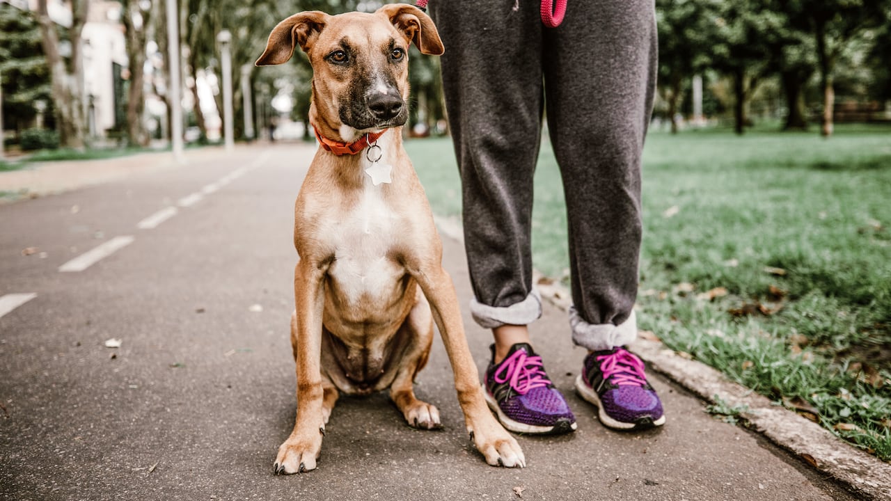 Perros: ¿los que no son de raza se enferman menos?