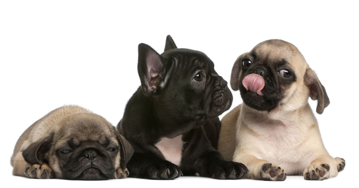 Históricamente, los perros han tenido una lazo más fuerte con los humanos, situación que aún se se evidencia hoy en día. 