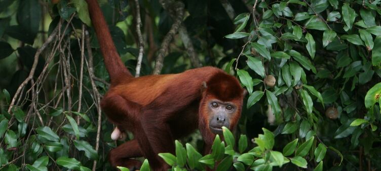 Natura destaca por su compromiso con el Amazonas.